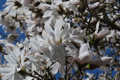 Magnolia stellata - šácholan hvězdovitý (3)